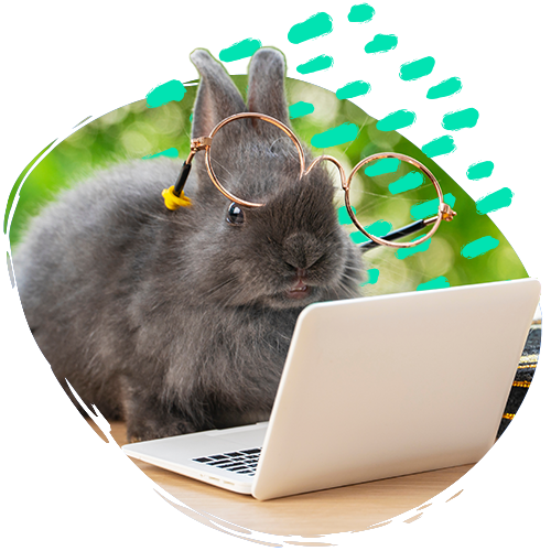 A rabbit with crooked glasses on working on a laptop.