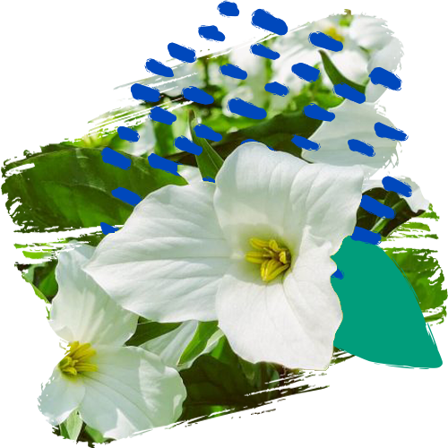 White trillium flowers.